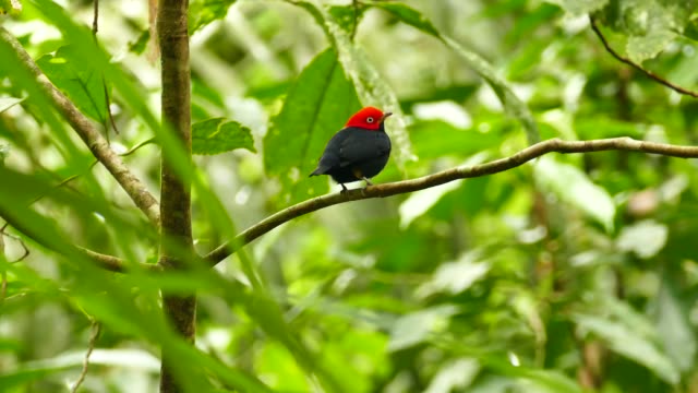 Red capped manakin beautifully displayed with bright color
