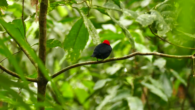 Extended shot of red capped manakin perched and twisting 180