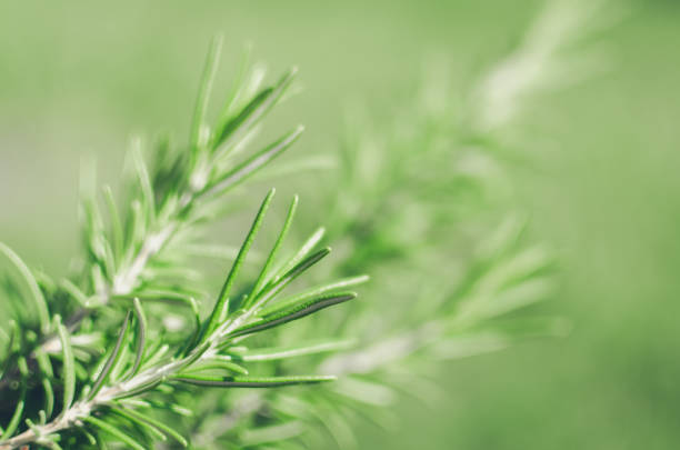 istock Fresh rosemary herb grow outdoor 1212440462