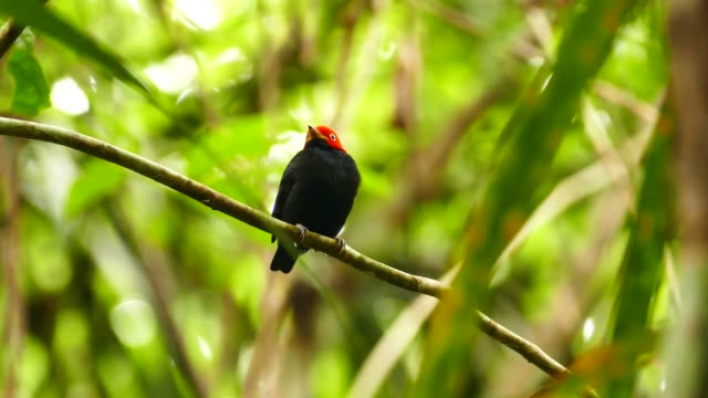 Beautiful striking red capped manakin bird standing in wild jungle