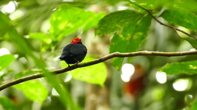 Tiny bird with exotic red top of head in Panama in rainforest