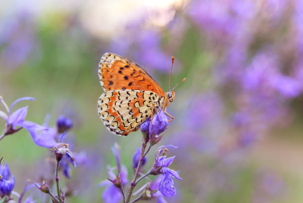 istock beautiful  butterfly 1212442112