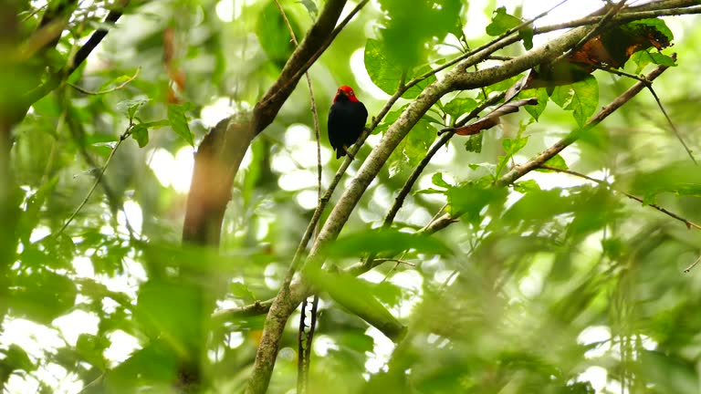 Crisp shot of managing perched near walking ants and flying away