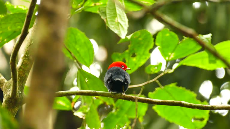 Red capped manakin in Panama looking back to the camera