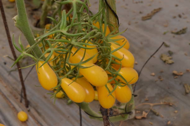 istock Tomatoes, flowers, and plants 1212442311