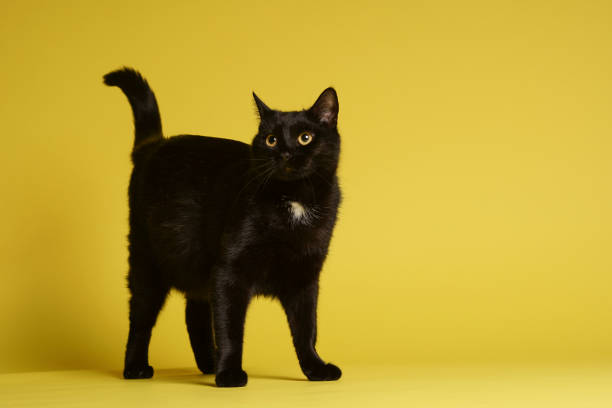 Black cat on blue background. Friday the 13th