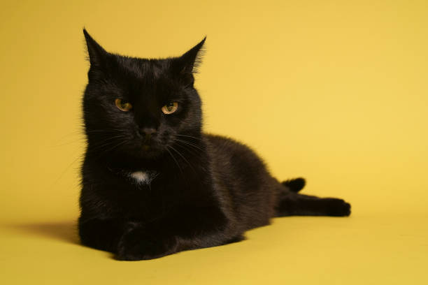 istock Black cat on blue background. Friday the 13th 1212443039