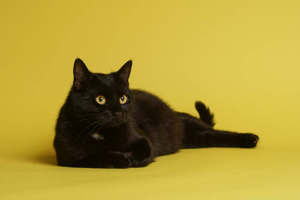 istock Black cat on blue background. Friday the 13th 1212443040