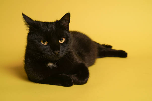 istock Black cat on blue background. Friday the 13th 1212443046