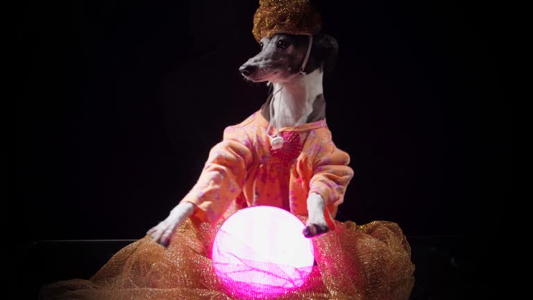 dog fortune teller using crystal ball