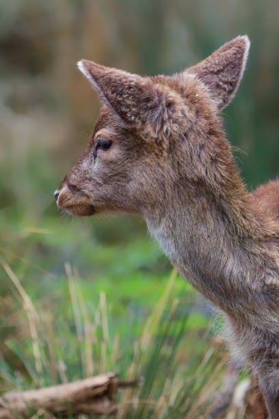 istock Cute little Fawn 1212443912