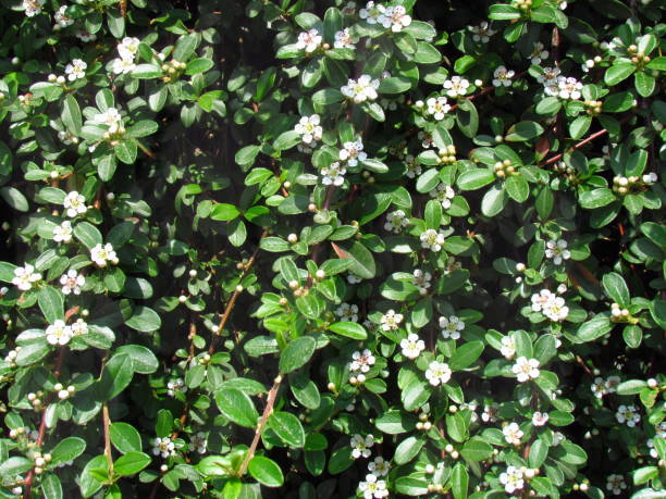 Cotoneaster white flowering shrub in spring, detail of branches, garden ground cover plant Cotoneaster white flowering shrub in spring, detail of branches, garden ground cover plant, natural phototexture cotoneaster horizontalis stock pictures, royalty-free photos & images
