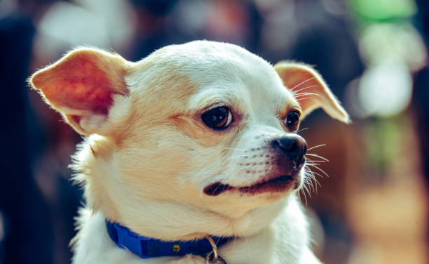 istock Chihuahua pet dog close up 1212444674