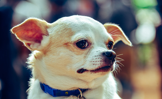 Chihuahua pet dog close up