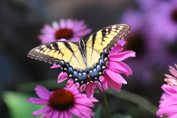 An Eastern Tiger Swallowtail butterfly in a garden of wildflowers.