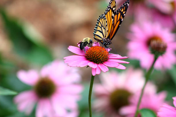 monarch butterfly danaus plexippus en bee op paarse kegelbloem echinacea purpurea - bee stockfoto's en -beelden