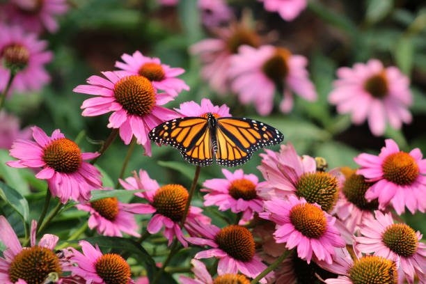 mariposa monarca danaus plexippus campo de coneflowers púrpura sequicea purpurea - coneflower fotografías e imágenes de stock