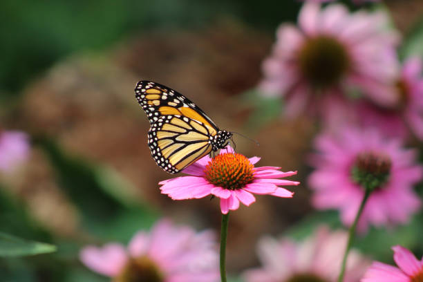 Side view of a monarch butterfly on purple coneflower