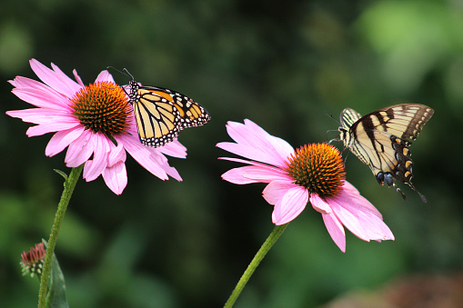Two butterflies: Monarch butterfly and Eastern Tiger Swallowtail butterfly each on a purple coneflower.