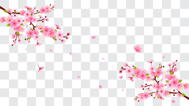 ●花びらを落とす春桜枝 ベクタイラスト。ピンク桜は偽の透明な背景に隔離されています。 - 透明 イラスト点のイラスト素材／クリップアート素材／マンガ素材／アイコン素材