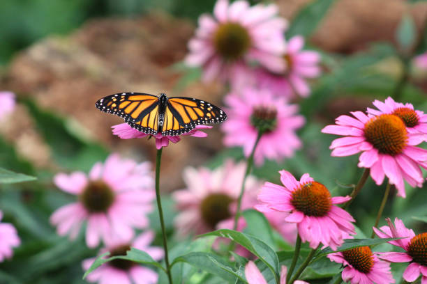 530 Monarch Butterfly Coneflower Animal Plant Stock Photos Pictures 530 Monarch Butterfly Coneflower Animal Plant Stock Photos Pictures