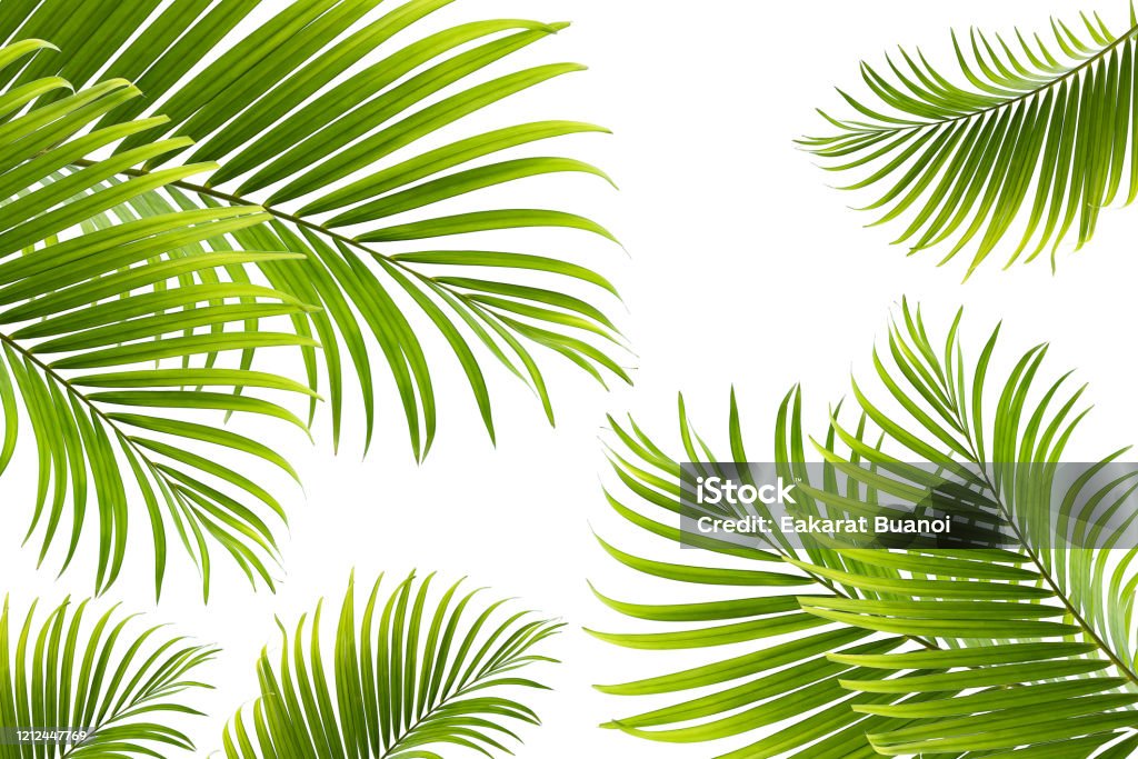 Green Leaves For Background And Wallpaper Stock Photo - Download Image Now  - Abstract, Arch - Architectural Feature, Areca Nut - iStock
