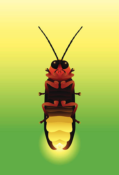 Firefly  longhorn beetle stock illustrations