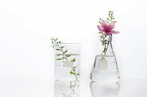 natural pink flower and green herb plant in glass flask and beaker medical health science white laboratory background