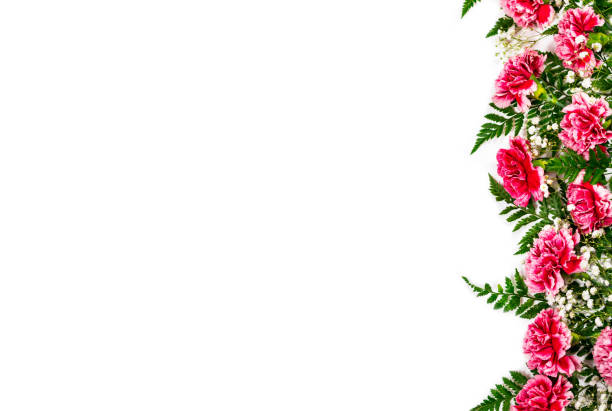 Carnation Flowers Isolated on White Background. Design concept for mothers day, wedding and valentines day with copy space. Selective focus.
