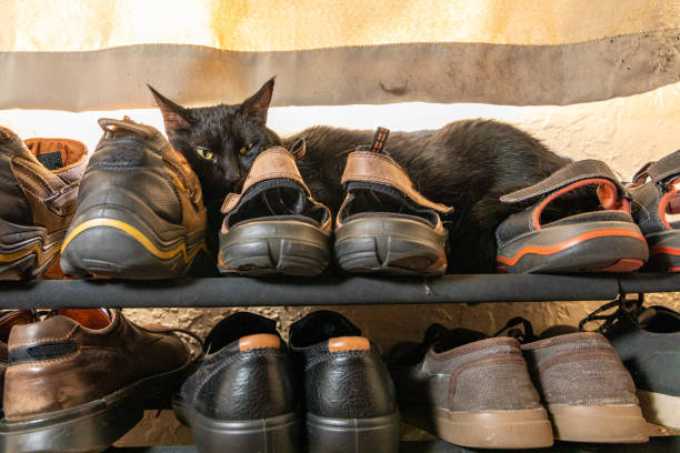 istock Black Cat Lounging on Shoe Rack 1212454007