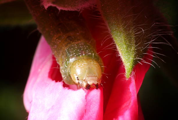 A pretty green and yellow caterpillar eating a pink flower petal