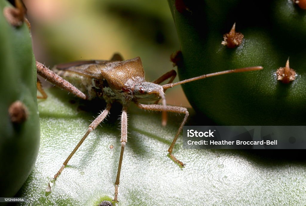 Cactus Leaf-Footed Bug (Hemiptera; Narnia femorata) on a Prickly Pear (Opuntia sp.) A brown bug sitting on a green Smooth Prickly Pear cactus. Animal Stock Photo
