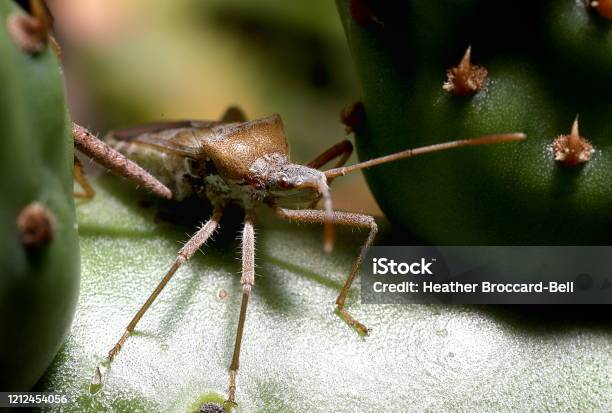 Cactus Leaffooted Bug Stock Photo - Download Image Now