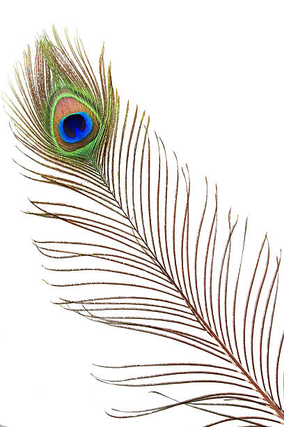 istock Detail of peacock feather eye 121245570