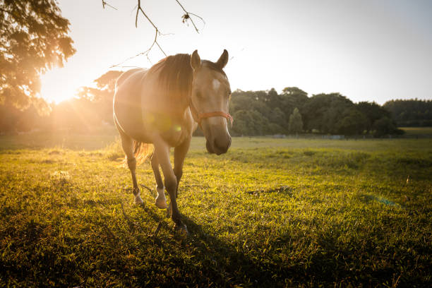 istock Brown horse walking at lawn 1212456956