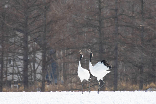 istock Red-crowned cranes whooping in Tsurui village 1212457749