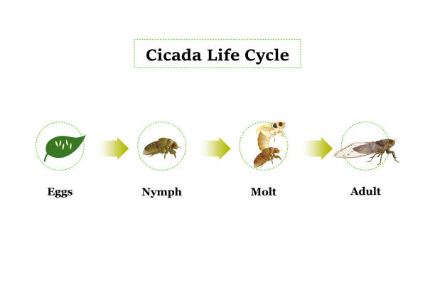 Cicada Life Cycle vector. Cicada Life Cycle vector for graphic design,education,agricultural,science,artwork. cicada stock illustrations