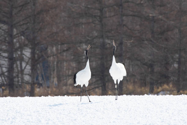 Red-crowned cranes whooping stock photo
