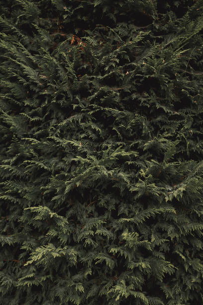 istock Background of a green fir tree with soft light with texture in the branches 1212459838