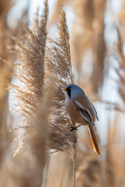 istock Little rare bird named bearded reedling (Panurus biarmicus) 1212460849