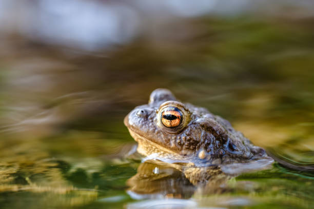 istock Common toad (Bufo bufo,) in a stream, only the head and eyes are visible above the surface 1212460856