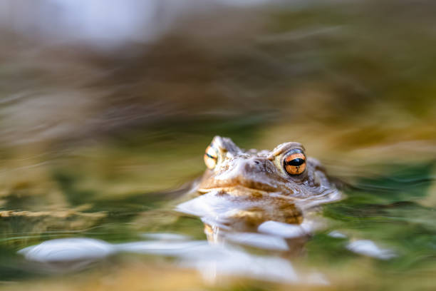 istock Common toad (Bufo bufo,) in a stream, only the head and eyes are visible above the surface 1212460863