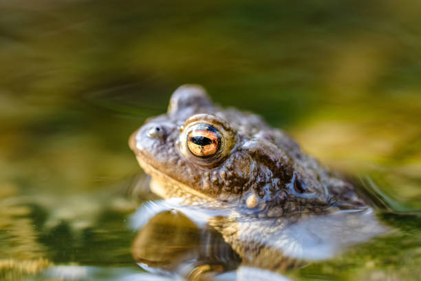 crapaud commun (bufo bufo,) dans un ruisseau, seule la tête et les yeux sont visibles au-dessus de la surface - common toad photos et images de collection