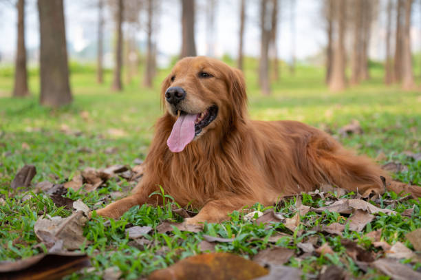 istock Golden retriever lying on the grass 1212462817