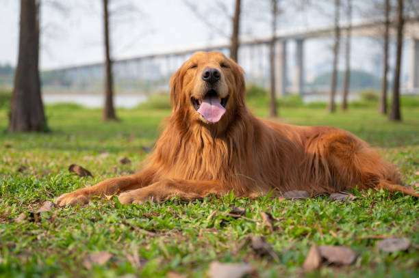 istock Golden retriever lying on the grass 1212462823