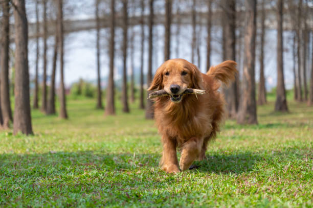 istock Golden retriever running on the grass with a tree branch 1212463392