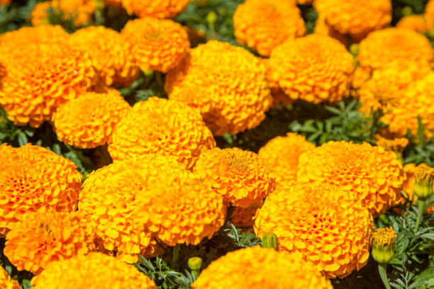 New Zealand: Orange Marigolds A cluster of brilliant orange marigold flowers decorating Albert Park in the heart of Auckland. albert park photos stock pictures, royalty-free photos & images