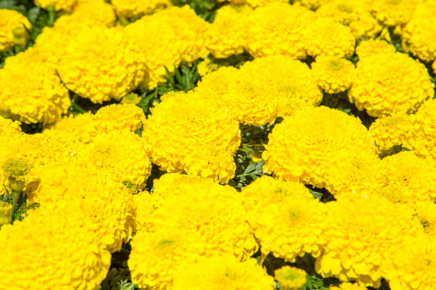 New Zealand: Yellow Marigolds A cluster of brilliant yellow marigold flowers decorating Albert Park in the heart of Auckland. albert park photos stock pictures, royalty-free photos & images