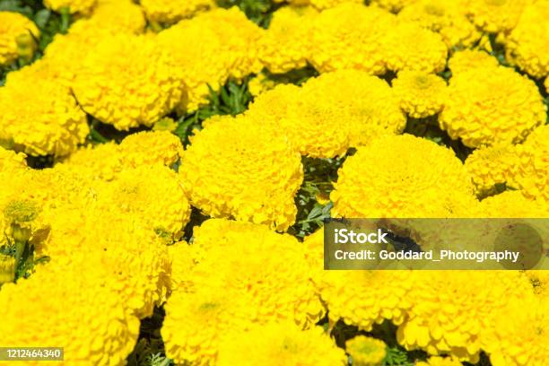 New Zealand Yellow Marigolds Stock Photo - Download Image Now - Marigold, Yellow, Albert Park