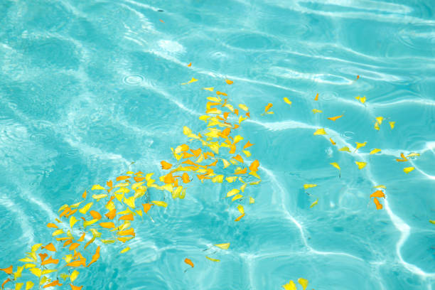 New Zealand: Floating Leaves Yellow and orange leaves float in the turquoise water of the fountain in Albert Park in Auckland. albert park stock pictures, royalty-free photos & images